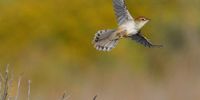 Bird on a wing – Levaillant’s Cisticola. Rondevlei, Cape, 3/12/22. Photographer: Nick Baikoff
