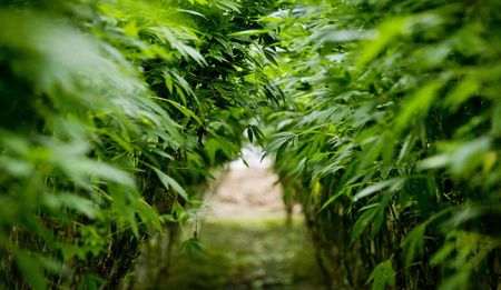 The Cannabis Chronicles: Notes towards a post-revolution economy