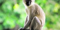 Vervet monkey. (Photo: Thomas Shahan)