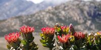 swartberg-karoo