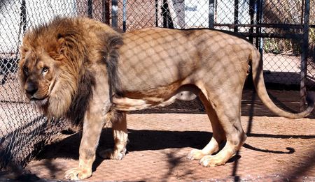 Canned lion hunting: ‘Cruel and barbaric’, says Australia