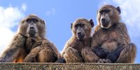 The wicked problem of controlling baboons