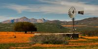 Namaqualand splendour. Photographer: Gerhard Kroukamp