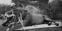 Colonel John Henry Patterson poses next to the first Tsavo lion he killed during an outbreak of lion attacks on many<br>construction workers on the Kenya-Uganda Railway between March and December 1898. (Photo: courtesy of the Field Museum of Natural History in Chicago, Illinois)