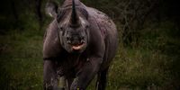Endangered! ...in iMfolozi. Image: Craig Sagar