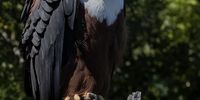 Fish Eagle warming in the morning sun. Photographer: Andrew Smith