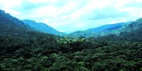 Bwindi Impenetrable National Park. (Photo: Unsplash)