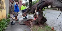 A tree in Johannesburg that was blown over during the storm.. (Photo: JMPD)