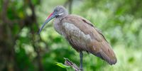 P36 Sukasha Birds