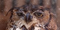 PHOENIX, ARIZONA - JULY 26: Snickers, a great horned owl, is sprayed down with water by a volunteer at Liberty Wildlife, an animal rehabilitation center and hospital, during afternoon temperatures above 110 degrees amid the city's worst heat wave on record on July 26, 2023 in Phoenix, Arizona. Employees and volunteers spray down the birds with water twice per day in the afternoon, while also utilizing fans and swamp coolers, to prevent them from overheating. While Phoenix endures periods of extreme heat every year, today marked the 27th straight day of temperatures reaching 110 degrees or higher, a new record amid a long duration heat wave in the Southwest. (Photo by Mario Tama/Getty Images)