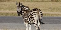 Zebra crossing. Image: Peter Brett