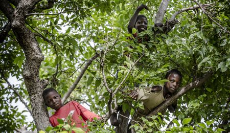Covid-19 impacts risk exacerbating child labour in agriculture