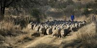 The Eastern Cape Karoo is sheep country. (Photo: Chris Marais)