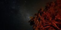 A Transvaal milkplum tree lit by a campfire with the Milky Way in the background.