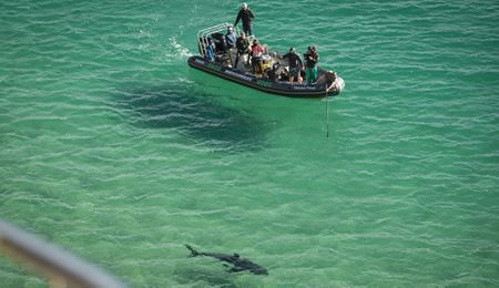 No need to panic, say experts after fatal Plett shark bite incident