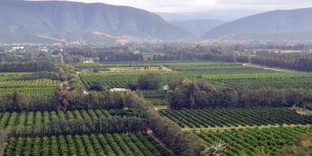 Growth coalitions that work? We need to talk about citrus