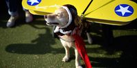  Scooty dressed as a pilot attends Haute Dog Howl'oween Parade on October 29, 2017 in Long Beach, California.  (Photo by Chelsea Guglielmino/Getty Images)