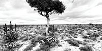 Aberdeen Eastern Cape - a Shepards Tree stands alone after the ravages of a nine year drought in the area. (Photo: Karina Turok)
