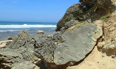 Crocodile emerges from an ancient past