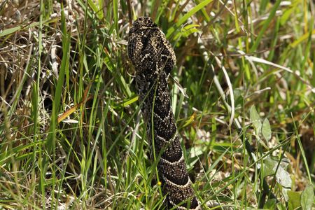 Fossil snake traces: another world-first find on South Africa’s Cape south coast