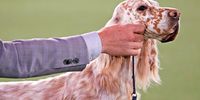 TARRYTOWN, NEW YORK - JUNE 13: An English Setter competes in the Sporting Group at the 145th Annual Westminster Kennel Club Dog Show on June 13, 2021 in Tarrytown, New York. Spectators are not allowed to attend this year, apart from dog owners and handlers, because of safety protocols due to Covid-19. (Photo by Michael Loccisano/Getty Images)