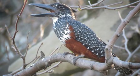 Cape Town River Club: It’s best to trust the experts on the development's impact on kingfishers and biodiversity
