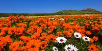 Spring has sprung early - the flower season this year is just amazing! Postberg section of the West Coast National Park, WC. 