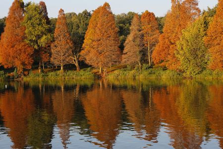 Tree apocalypse looms in the face of policy paralysis