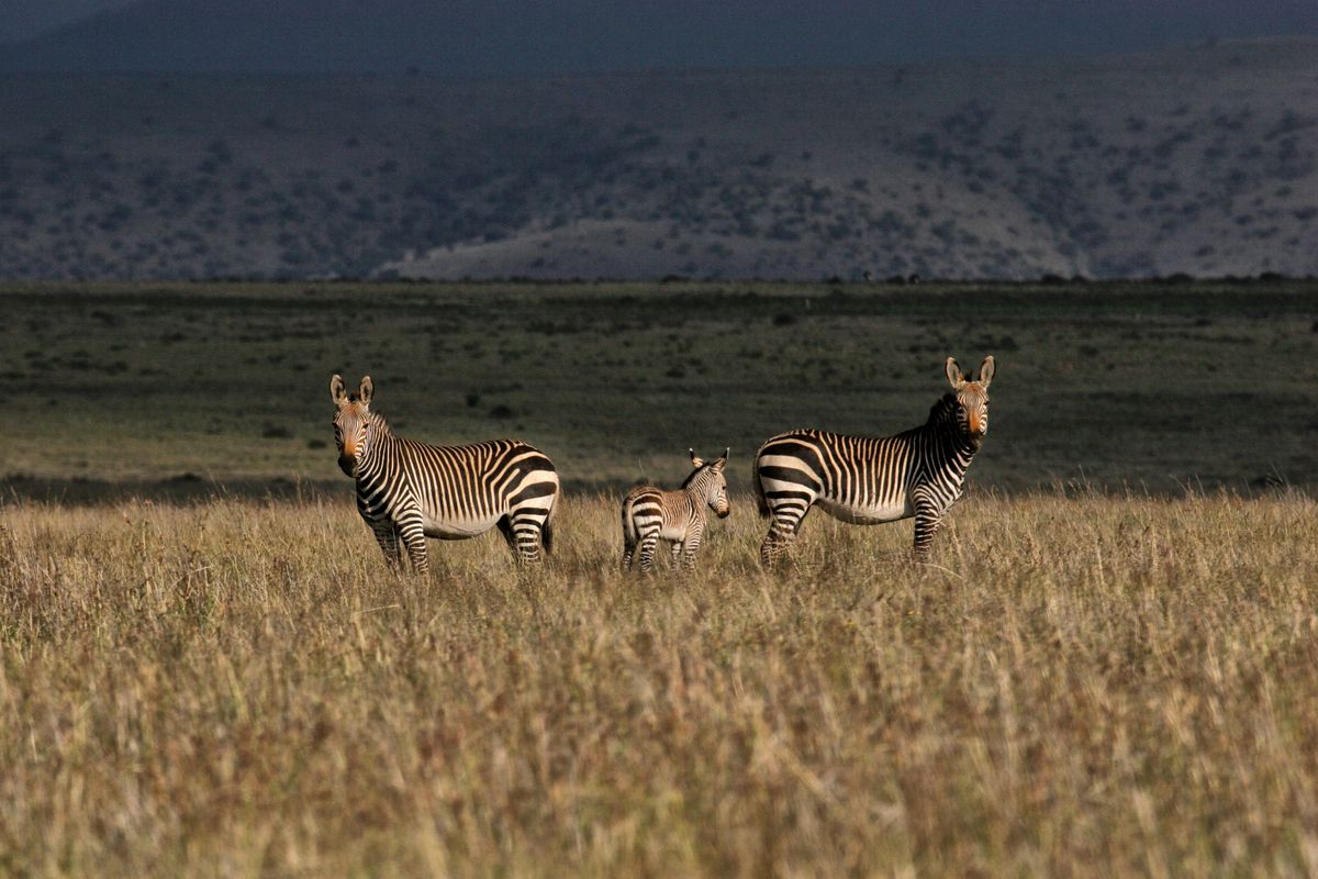 Mountain Zebra National Park – back from the brink