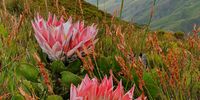 This picture of the protea cynaroides flowers in the Jonkershoek valley near Stellenbosch was taken by my son on Sunday 21 February.