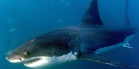 A great white shark in Gansbaai, South Africa. (Photo: EPA / Helmt Fohringer)