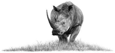 The world’s last rhinos are in bad trouble – here’s why