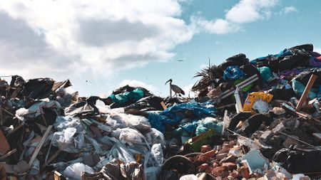 The cycle of life and waste on the urban edge of Simon's Town