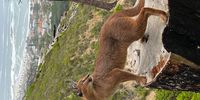 A stroll around Table Mountain. Photographer: Richard Chilton