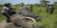 Veterinarians treat a wounded elephant in Ishasha, Uganda. Tourism is the main source of revenue for such activities in many of Africa’s national parks. (Photo: Alex Braczkowski)