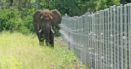 Mapping a future and sustainable pathways for southern Africa’s wild elephants