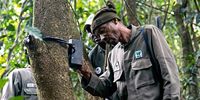  Jacob Osang checks a remote camera trap, set to monitor the movements of Cross River gorillas across a large and remote territory. (Photo: Wild Africa Fund)