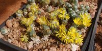 These Conophytum plants rescued from plant poachers may have another shot at life. (Photo: Tony Carnie)