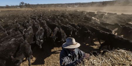 Australian sheep, cattle prices slump as El Niño scorches pastures