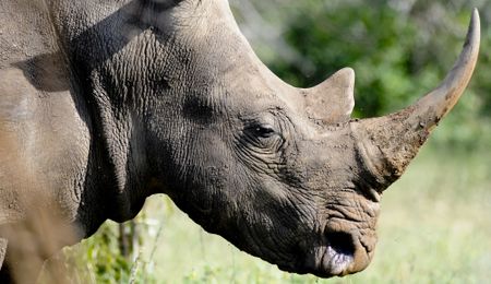 Kruger National Park’s rhinos are headed for extinction, we must declare emergency