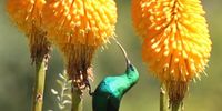 Malachite sunbird on the yellow knipfophias. Photographer: Ken Stoole