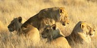 A Coalitions strength is in its numbers. Photographer: Nigel Pitt