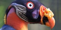 A king vulture is pictured at the Berlin Zoo, Germany, 20 August 2025.  EPA/HANNIBAL HANSCHKE