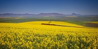 Trans-Canola Express. Photographer: Daryl de Beer