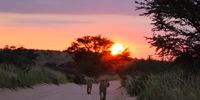  A new dawn. Kgalagadi.