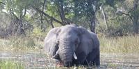 Water lilies for breakfast (Okavango). Image: Jackie Arendse