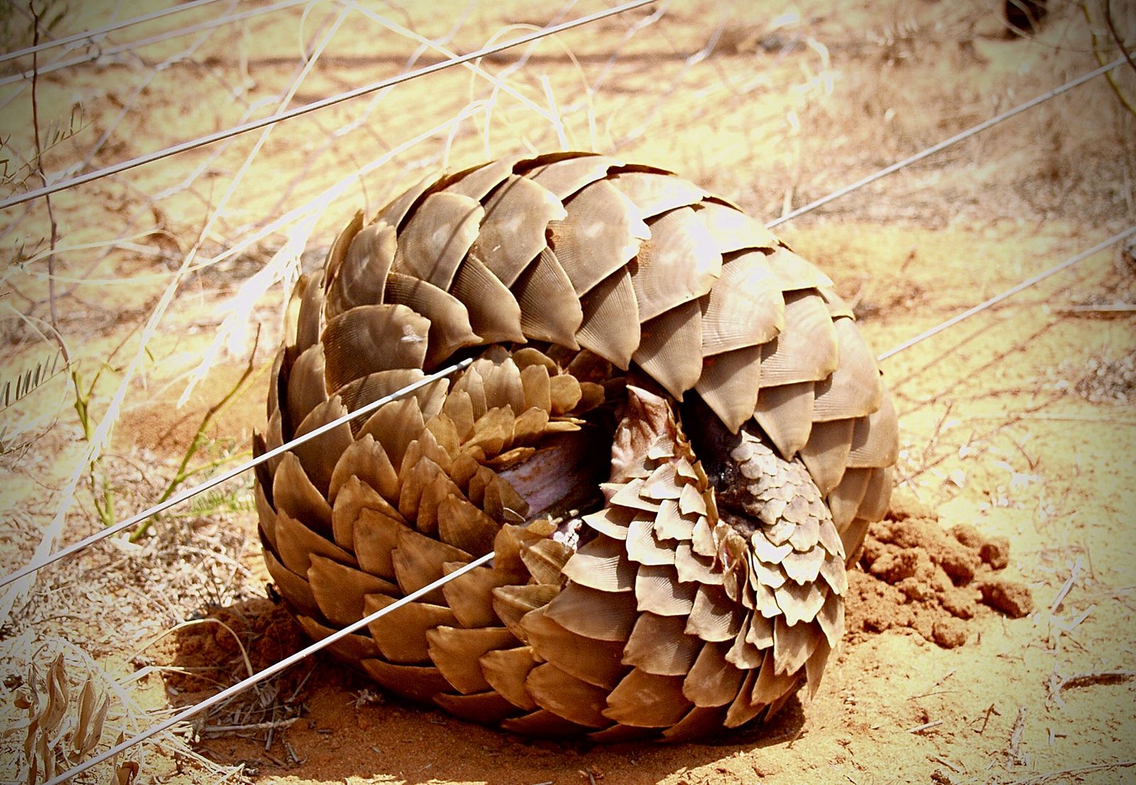 SA’s electric fences kill 2,000 pangolins a year. Meet the heroes ...