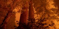 CALIFORNIA HOT SPRINGS, CA - SEPTEMBER 21: The Windy Fire blazes through the Long Meadow Grove of giant sequoia trees near The Trail of 100 Giants overnight in Sequoia National Forest on September 21, 2021 near California Hot Springs, California. As climate change and years of drought push wildfires to become bigger and hotter, many of the worlds biggest and oldest trees, the ancient sequoias, have been killed. The giant trees are among the worlds biggest and live to more than 3,000 years, surviving hundreds of wildfires throughout their lifespans. The heat of normal wildfire of the past helped the trees reproduce but increasing fire intensity can now kill them. A single wildfire, the Castle fire, destroyed as much as 14 percent of all the worlds giant sequoias in 2020.    (Photo by David McNew/Getty Images)