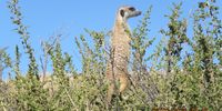 On guard in the Kgalagadi. Image: Marius Stols