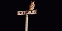 Stilbaai Owl Photographer: Carel de Waal